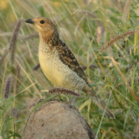 Spotted Bowerbird